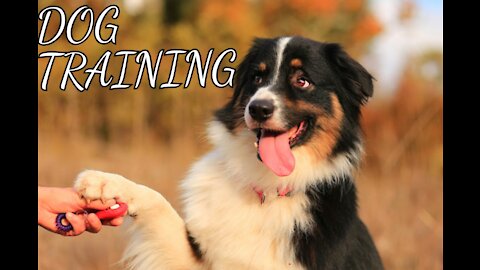 Modern Dog Training | Leadership System for Dogs