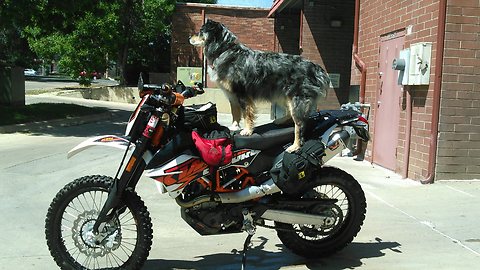 How my Dog, Deacon, Rides On my Motorcycles KTM 690R/500XCW