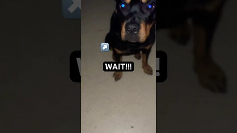 Cute dog waits for command (MUST WATCH!) #shorts #short #viral #trending #dog