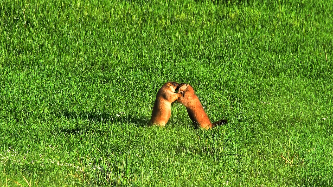 Rodents holding a wild wrestling contest