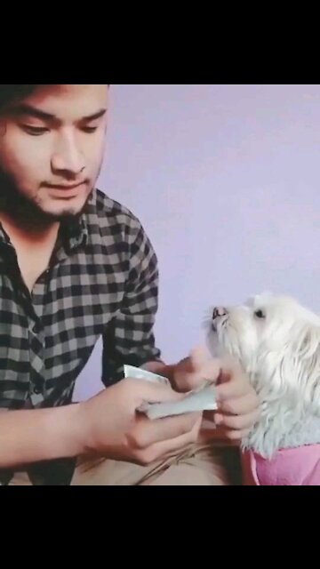 Funny dog counts money