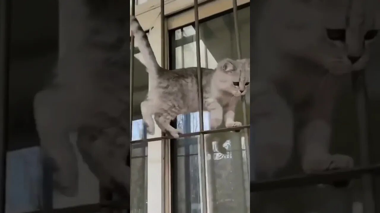 Cat walk #shorts #youtubeshorts #animals #cat #viralshorts