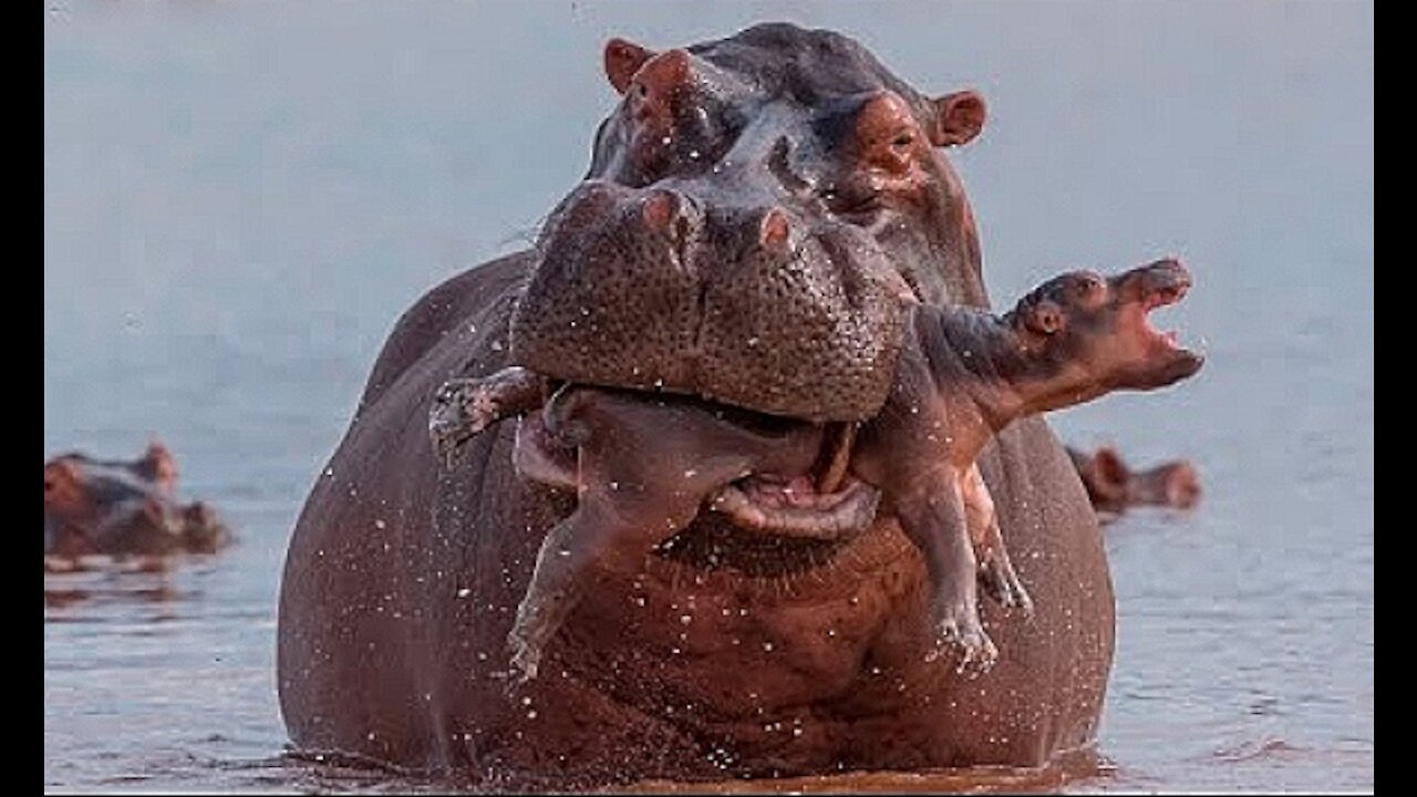 MOTHER HIPPO CHEWS HER OWN BABY. WHY HIPPOS DO THIS