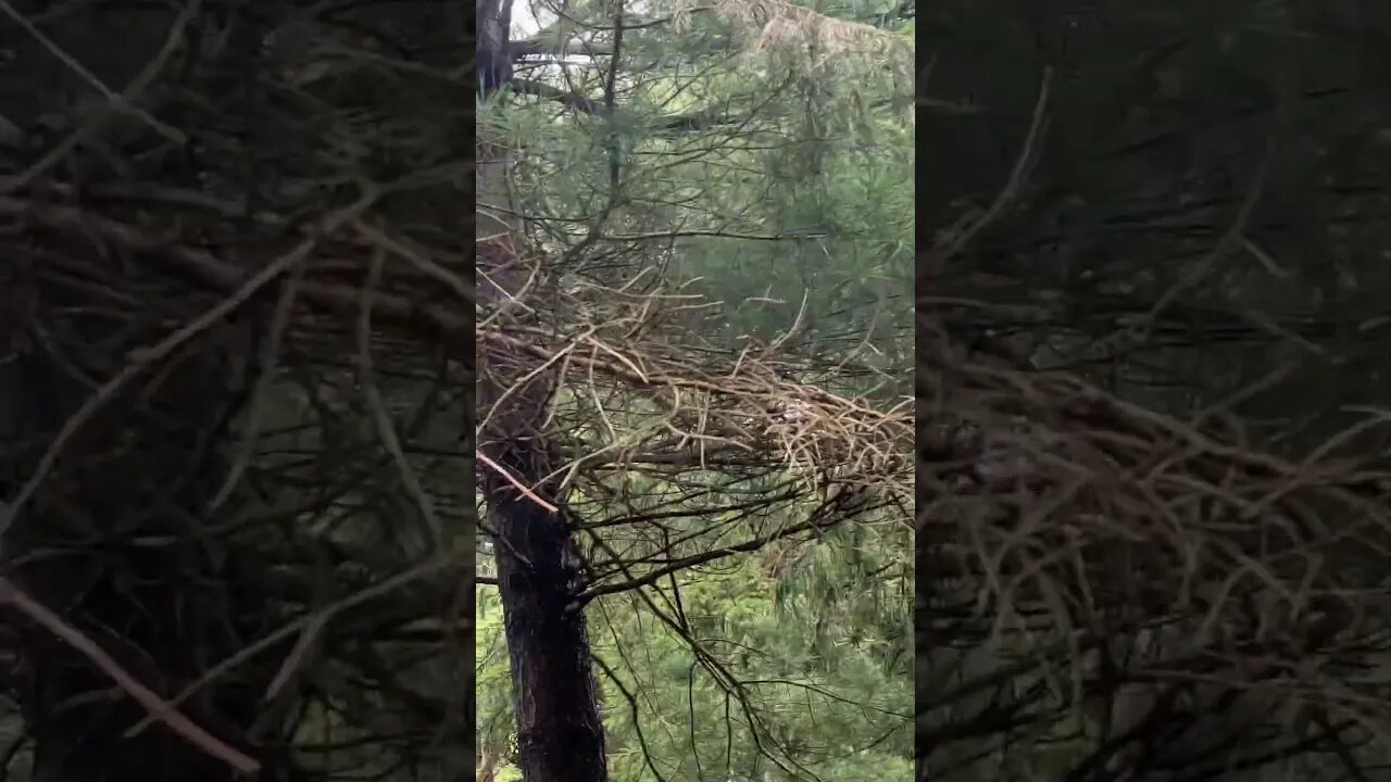 #savenaturesavelife