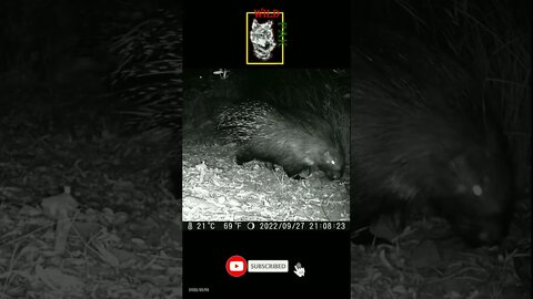 Indian Crested Porcupine #wildlife #porcupine #wildpak #trailcamvideos