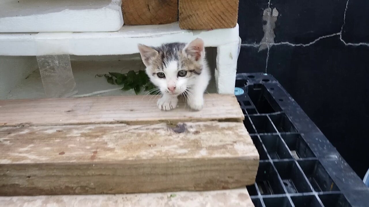 I hate rain.(36day old cat - part1)