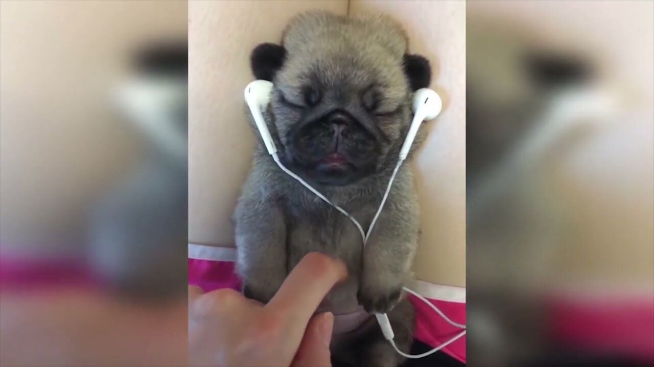 Animals Fonds of Listening Music and Skating ! Cute moments captured !!