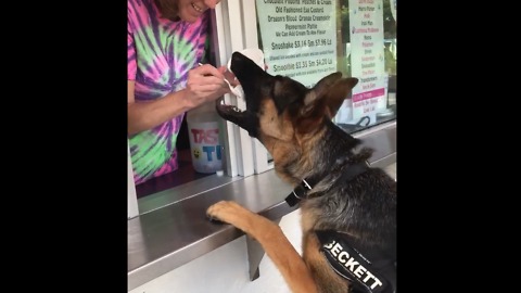 Ice cream lady hand-feeds spoiled German Shepherd