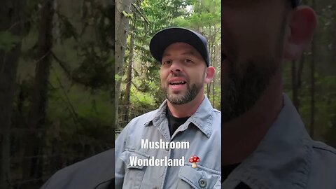 Interesting mushroom videos🍄😁