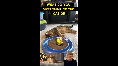 Cute Cat Gif