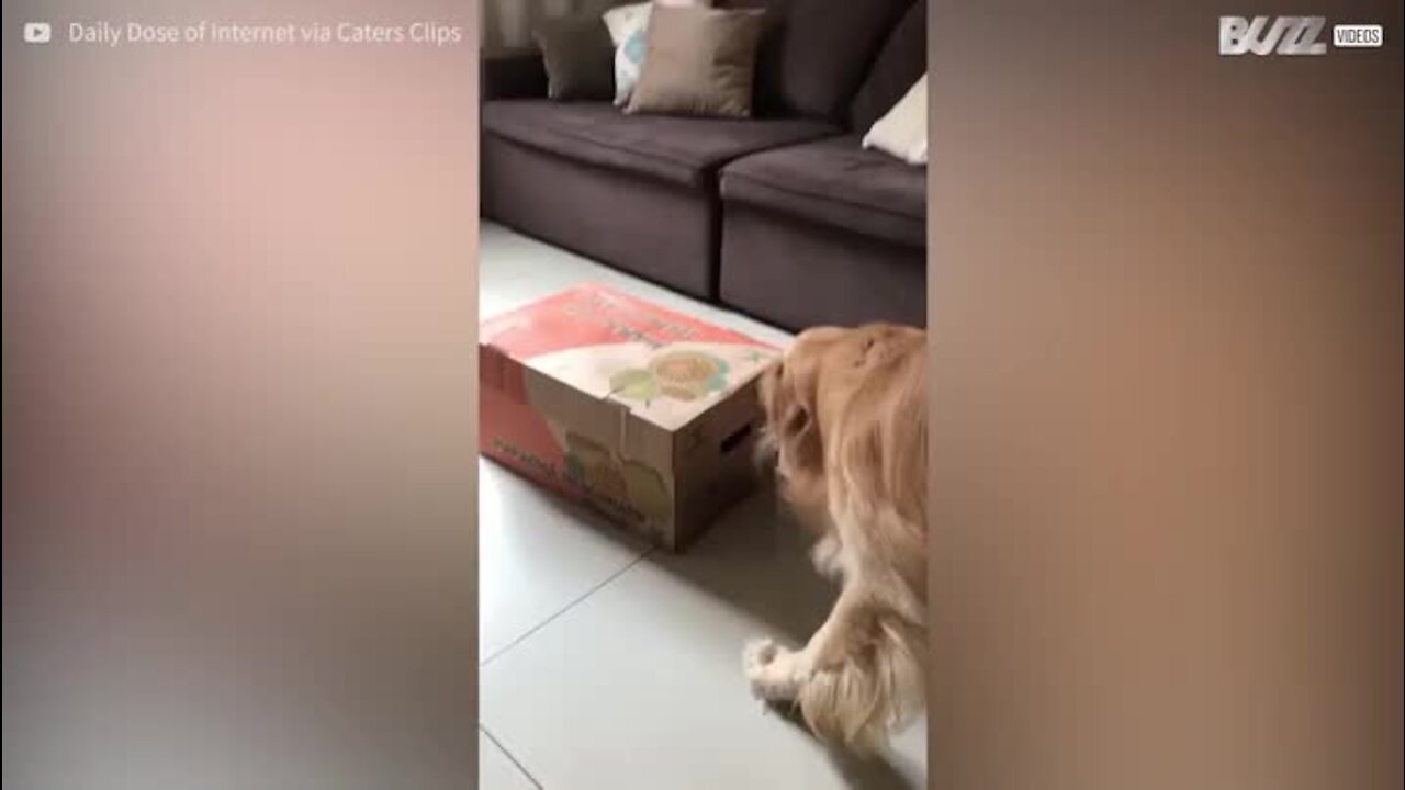 Golden Retrievers bebés recebem as piores boas vindas do cão mais velho