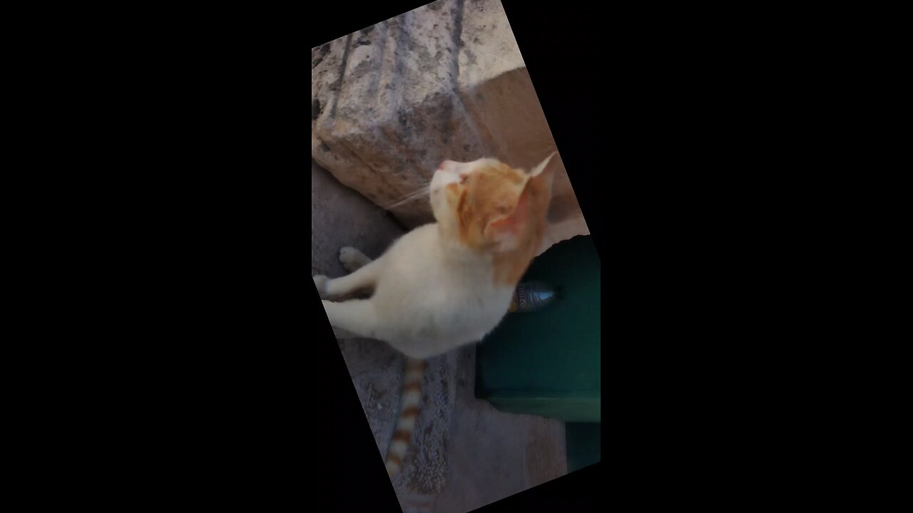 cat say hallo
