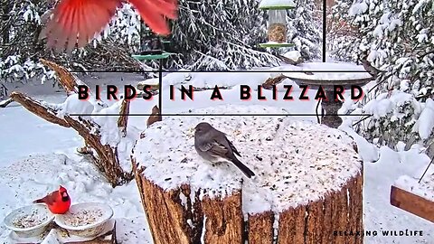 Birds in a Blizzard - Winter Storm Elliot Strikes Northern Indiana