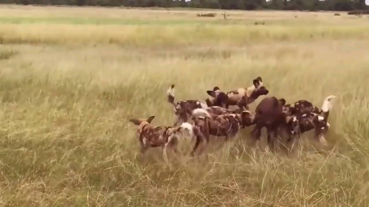 Wild dog life and hunting