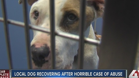 Local dog recovering after horrible case of abuse
