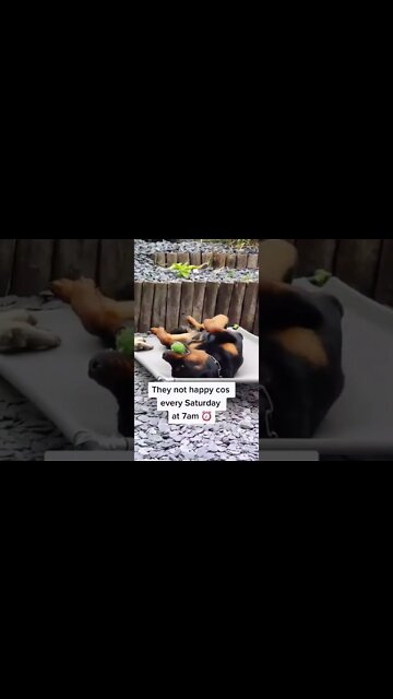 Hilarious Rottweiler Wakes Up The Entire Street ⏰️🤣 Crazy!!