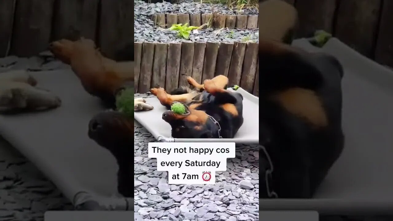 Hilarious Rottweiler Wakes Up The Entire Street ⏰️🤣 Crazy!!