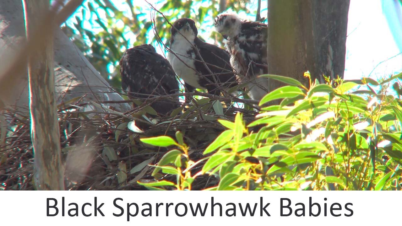 How do juvenile hawks eat? (Black Sparrow hawk feeding time.)