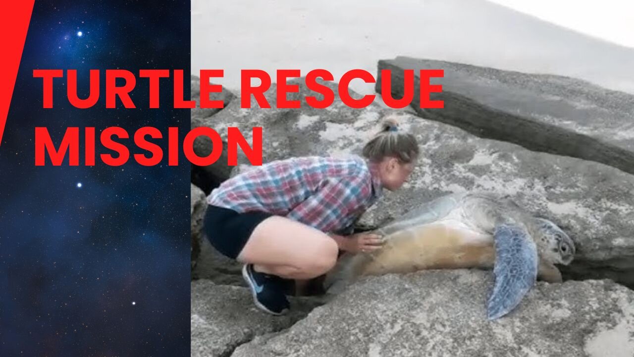 Heroic Beach Rescue: Freeing a Giant Sea Turtle!