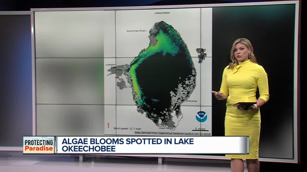 Algae blooms spotted on west side of Lake Okeechobee