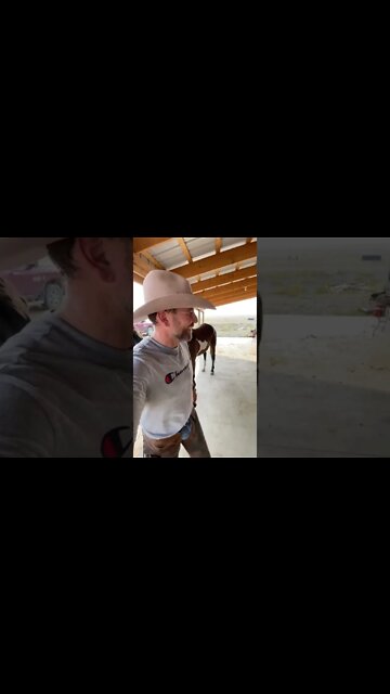 How to Bandage a Horse?