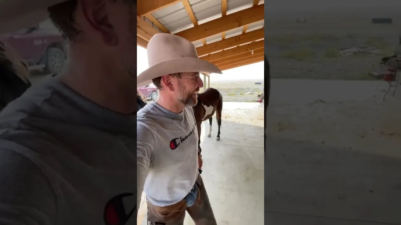 How to Bandage a Horse?