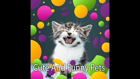 Cute Pets And Funny Animalss Compilationn