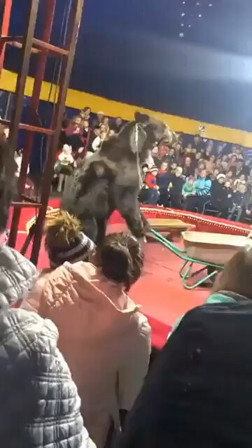Live animal show goes wrong