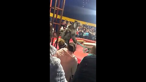 Live animal show goes wrong