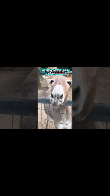 Amazing Animals Donkey | Miami Local Spots By Brothers #shorts #miami