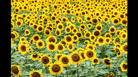 sunflower growing