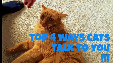 Top 4 Ways Cats Talk to You!