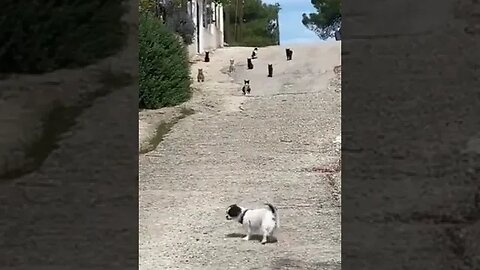 Posse Cat gang Doesn't take to kindly to stray dogs..