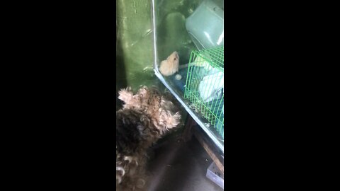 oscar wants hamster