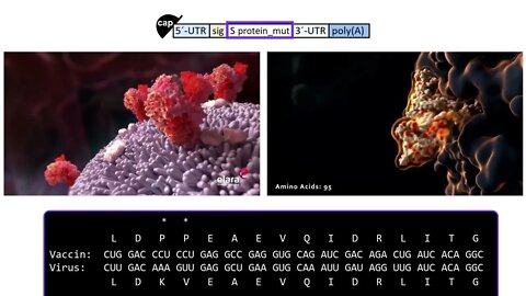 a la découverte du code source du vaccin pfizer