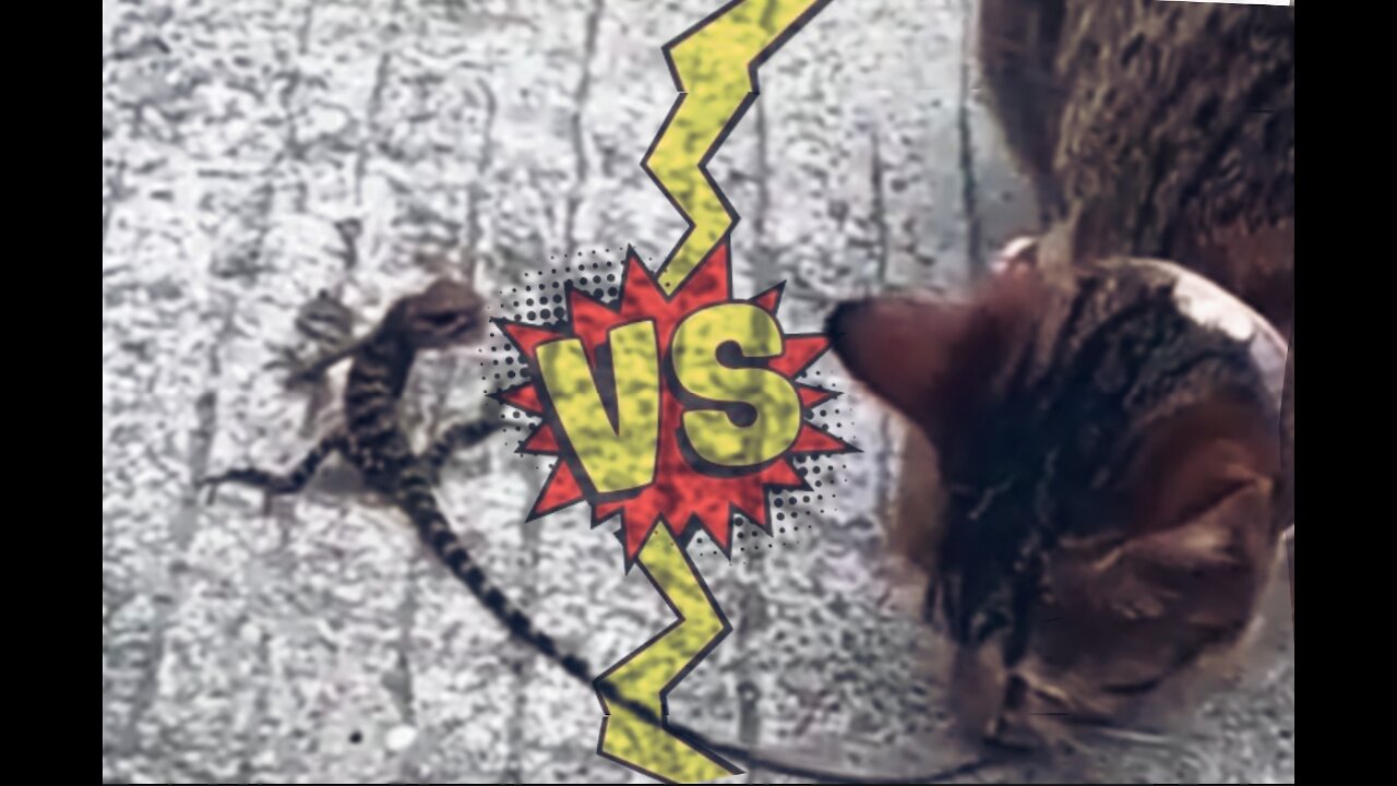 Watch the fierce battle between the cat and this lizard