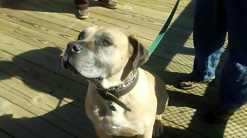 Hikers see a South African Mastiff on the High Bridge Trail