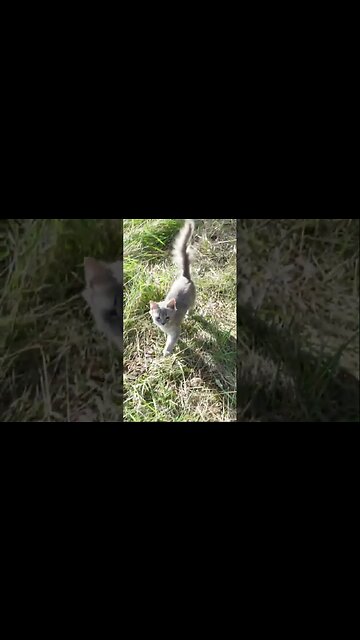 Маленькие собаки наткнулись на Брошенную кошку. В лесу.