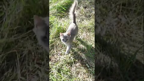 Маленькие собаки наткнулись на Брошенную кошку. В лесу.