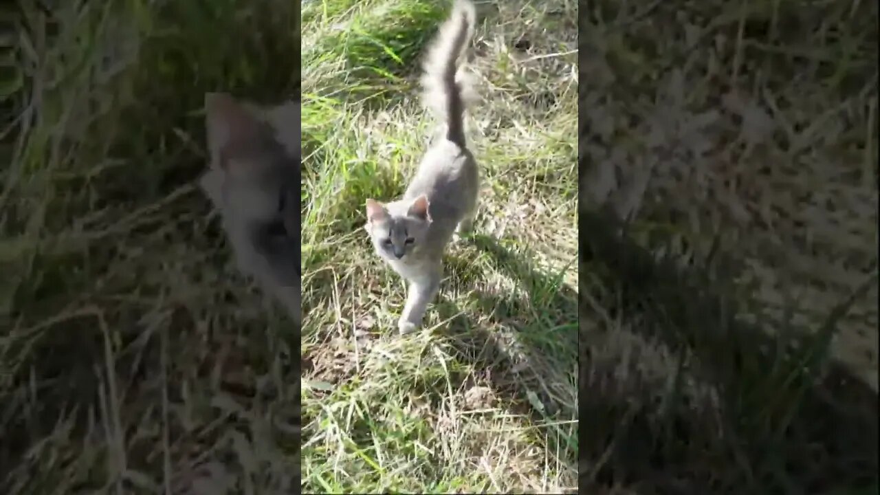 Маленькие собаки наткнулись на Брошенную кошку. В лесу.