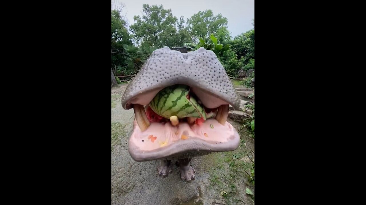 Amazing the hippopotamus ate watermelon very well