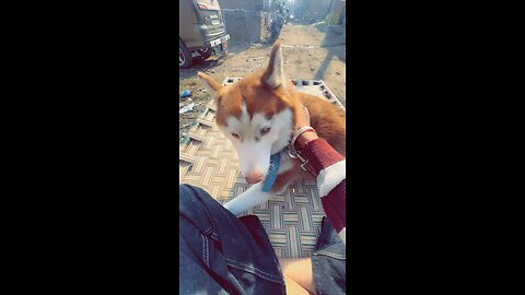 Dog lovers husky