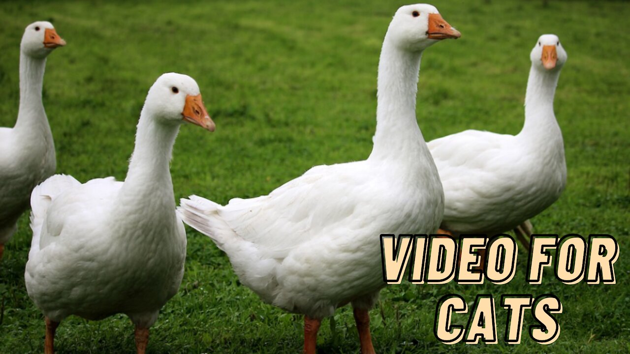 Duck And Geese Video For Cats To Watch By Kingdom Of Awais