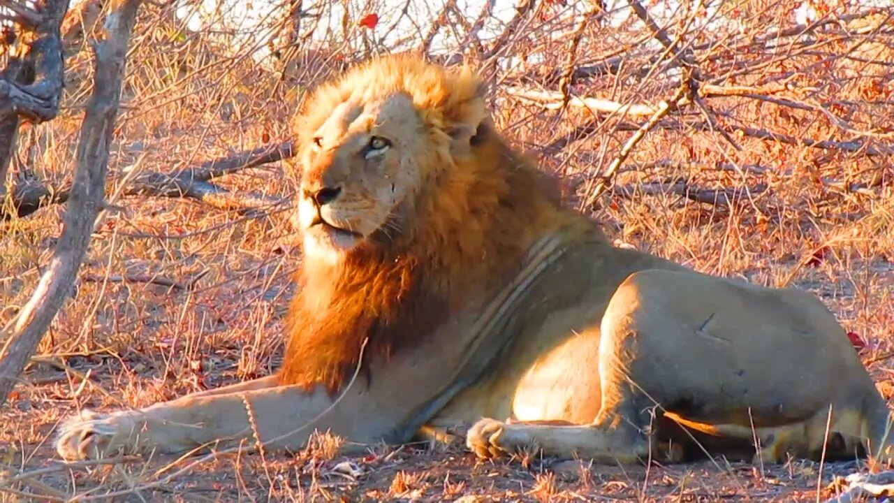 Lion, The King of the wild #lion #wildlife