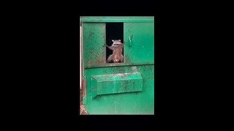 Funny Animals videos