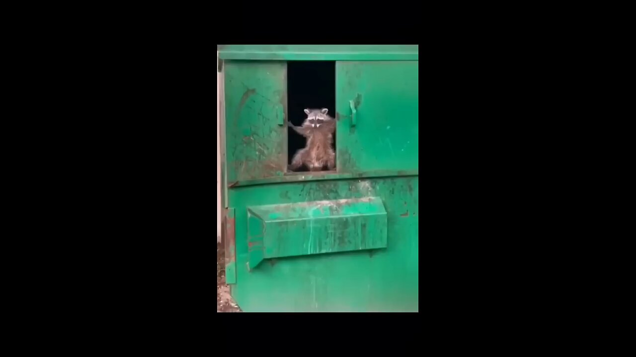 Funny Animals videos