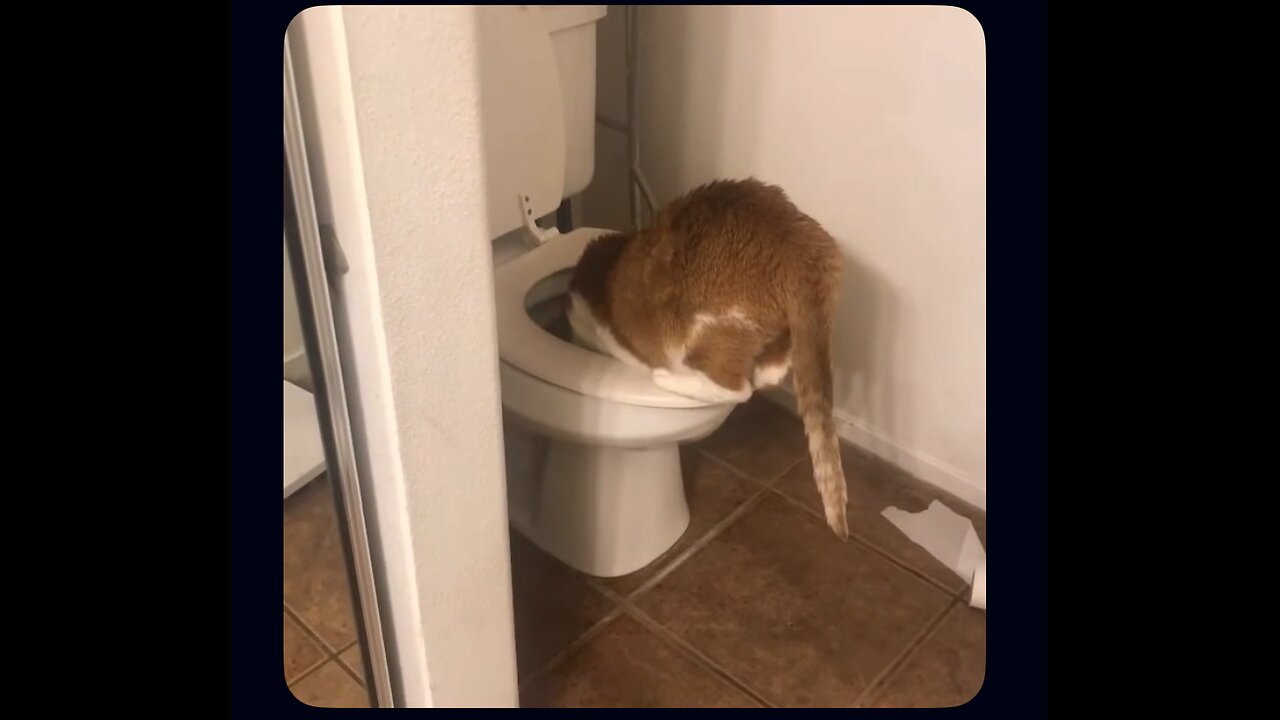 Fatty caught drinking from toilet