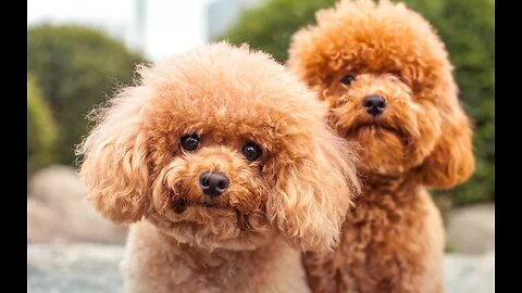 Cute pets – Poodle dogs (ep 30)