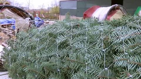 Owasso Christmas Tree Farm open after 35 years