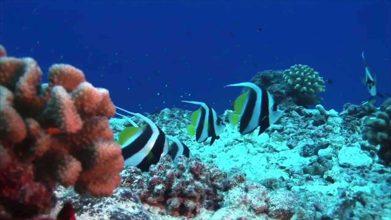 tropical fish Bennet coral reef